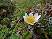 38 Dryas ocotpetala (Camedrio alpino) ...unico esemplare incontarto